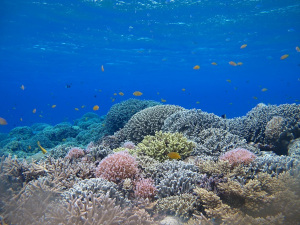 サンゴ礁