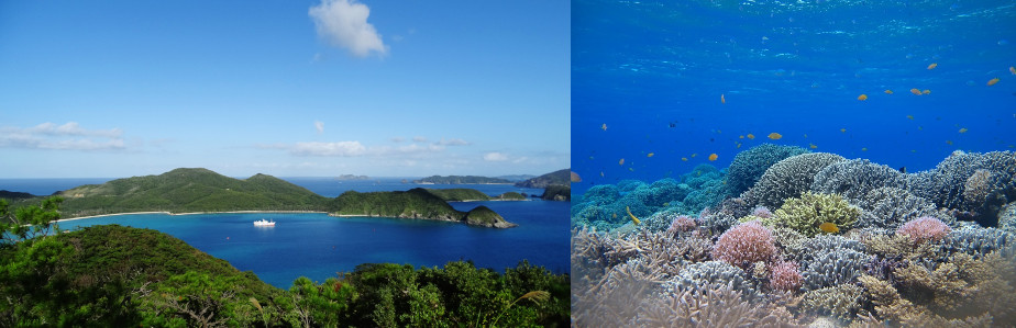 ホエールウォッチング